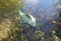 Fisch im Bachlauf lxbxh: 72 x 28 x 32 cm-Steinzeug 1250°C Feldspatglasuren