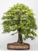 <br> Eiche, 55 Jahre alt.<br>
Die Textur der Keramik korrespondiert mit der Rinde des Baumes.<br>
Maße: l x b x h:  55 x 36 x 11  cm